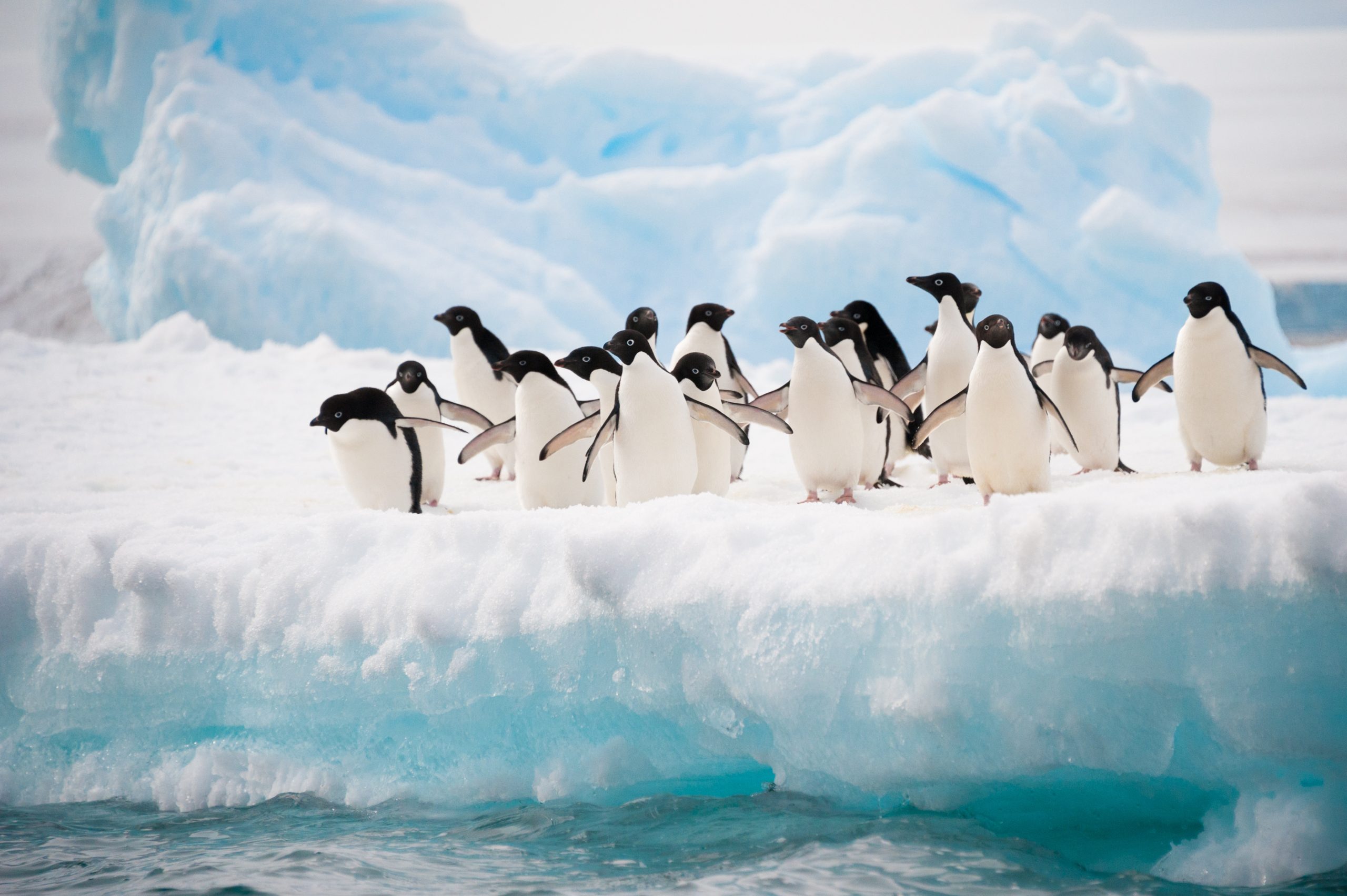 A group of penguins standing on a snowy ice shelf with a large blue iceberg behind them.