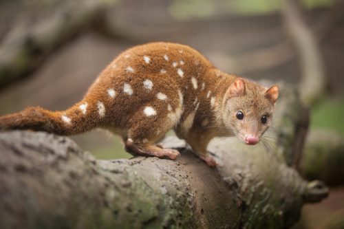 Brown marsupial with white spots perched on a log in a natural setting, looking toward the camera's right side.
