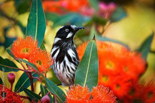 Black-and-white bird perched among bright orange bottlebrush flowers and green leaves.